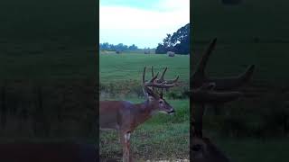 Giant Unicorn Buck Rare