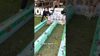 Tortoise vs. Rabbit Race: Who Will Win?