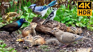 Cat TV for Cats to Watch 😺 Playful Chipmunks Squirrels and Birds Up Close 🐿 8 Hours 4K HDR 60FPS by Birder King 646,863 views 5 months ago 8 hours