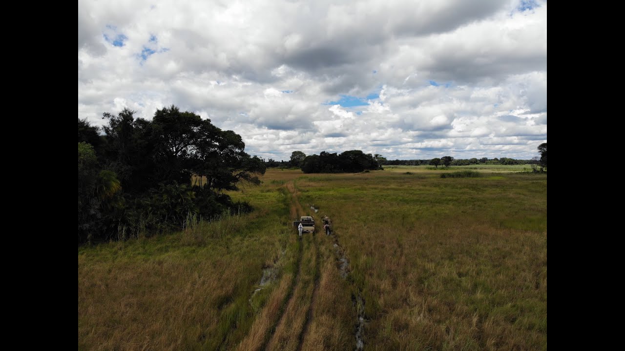 Collecting Nothobranchius rosenstocki Kasanka National Park Sambia