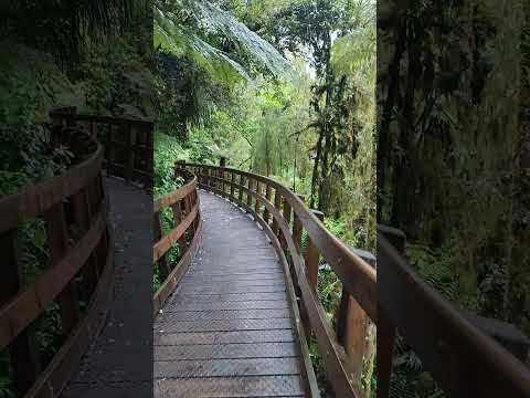 Hokitika toptree walkway