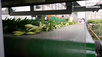 Lily harvest system processes lilies at the Alland nursery - Bercomex