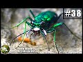 Six-Spotted Tiger Beetle DECAPITATES Big Ant  | KNOW #38