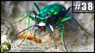 Six-Spotted Tiger Beetle DECAPITATES Big Ant  | KNOW #38 by Koaw Nature 20,032 views 3 years ago 3 minutes, 51 seconds