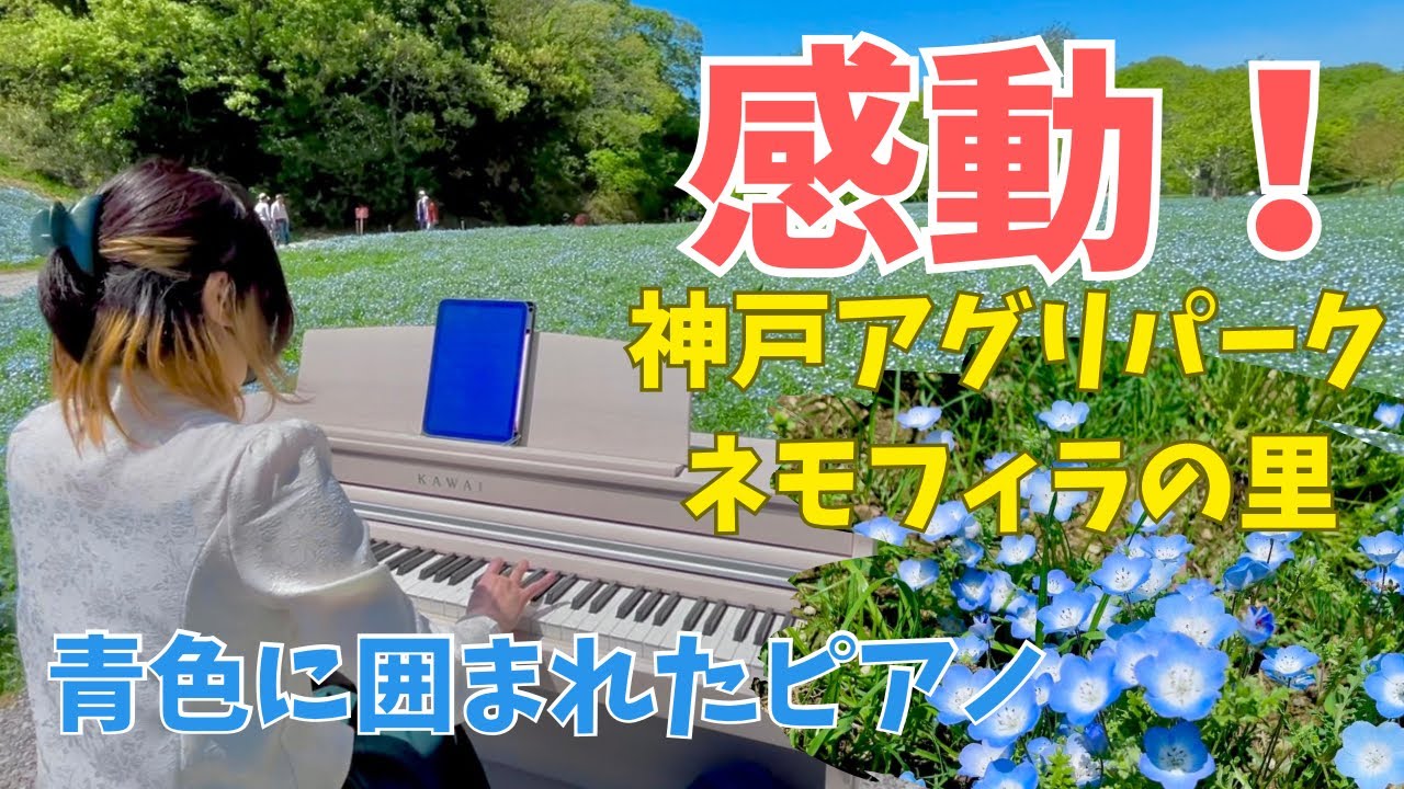 GWに！感動！神戸のネモフィラ畑！ストリートピアノ🌟 ミセスの