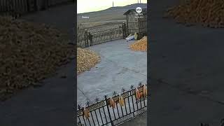 Tiger Rams Farm Gate In Northern China