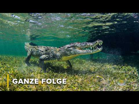 Krokodyle nilowe: Najgroźniejsi drapieżcy rzek | Mroczna strona krokodyli