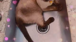 Anna Valentina Ama Tomar Banho, Não Pode Ver 1 Torneira E Nem Ouvir Barulho De Água Lá Esta