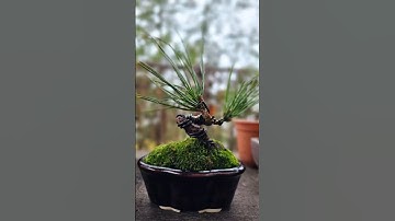 How to make Bonsai from Pine🌲 #howto #diy #bonsai #tutorial #fyp #fy #white #pine #sapling #moss
