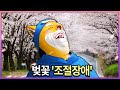 벚꽃은 조루다.