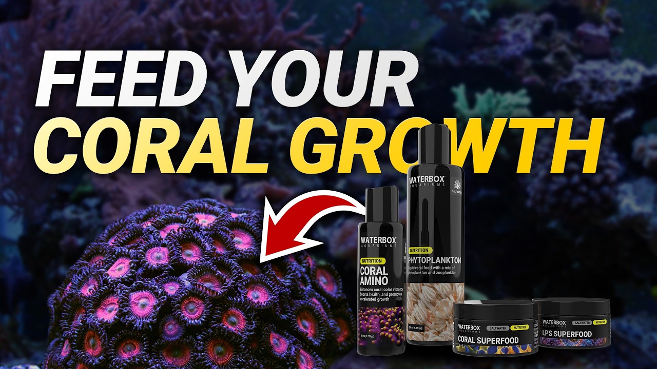 How to Feed Corals for Growth Without Polluting Your Tank