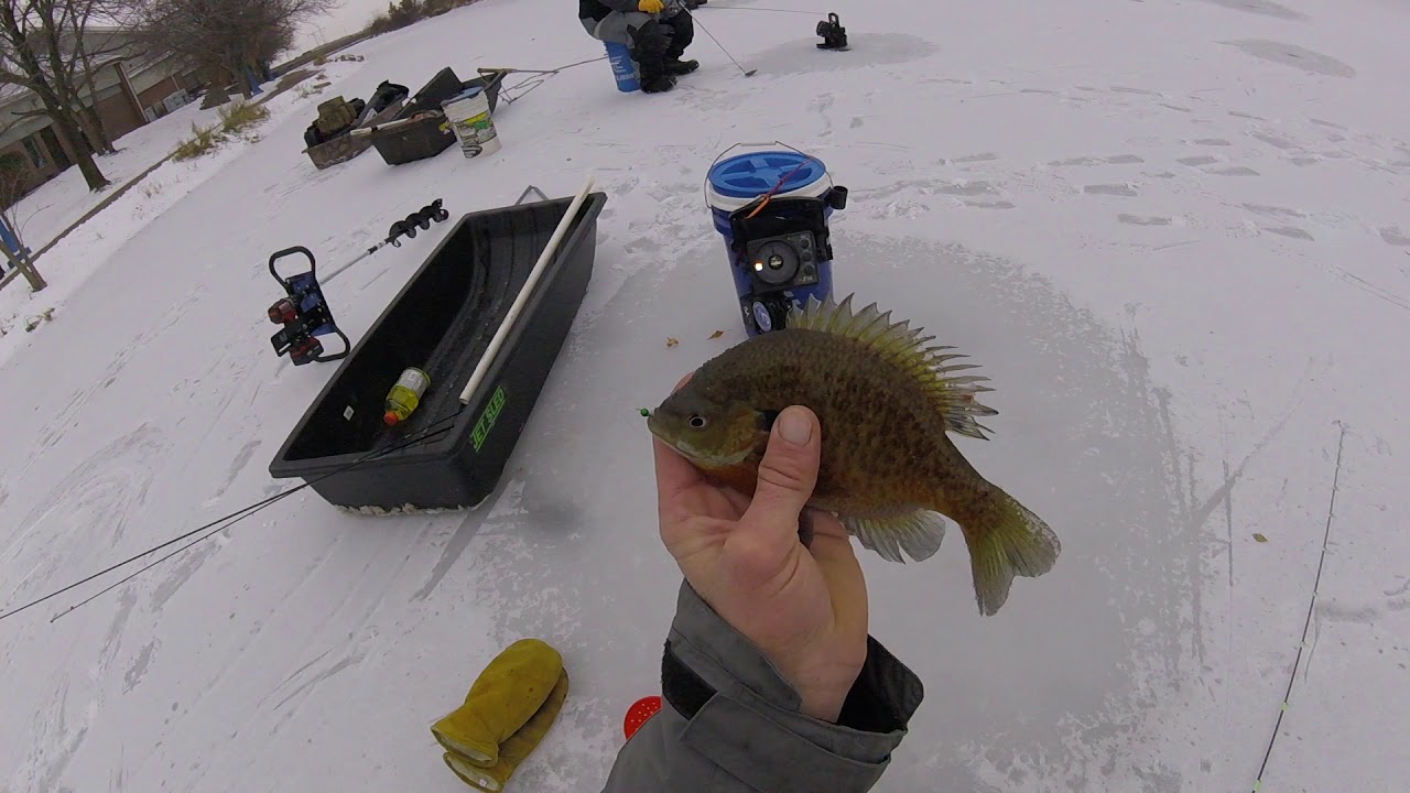 Insane Ice fishing! (Big Bluegills and Crappie) YouTube