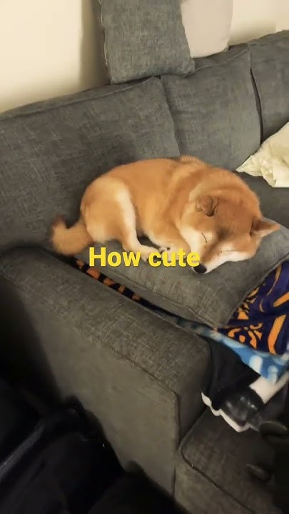 how-cute-can-shiba-inus-be-youtube