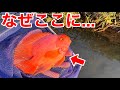 【東京で？】巨大金魚がいると聞いて用水路を調査してみたら正体はとんでもない外来魚でした