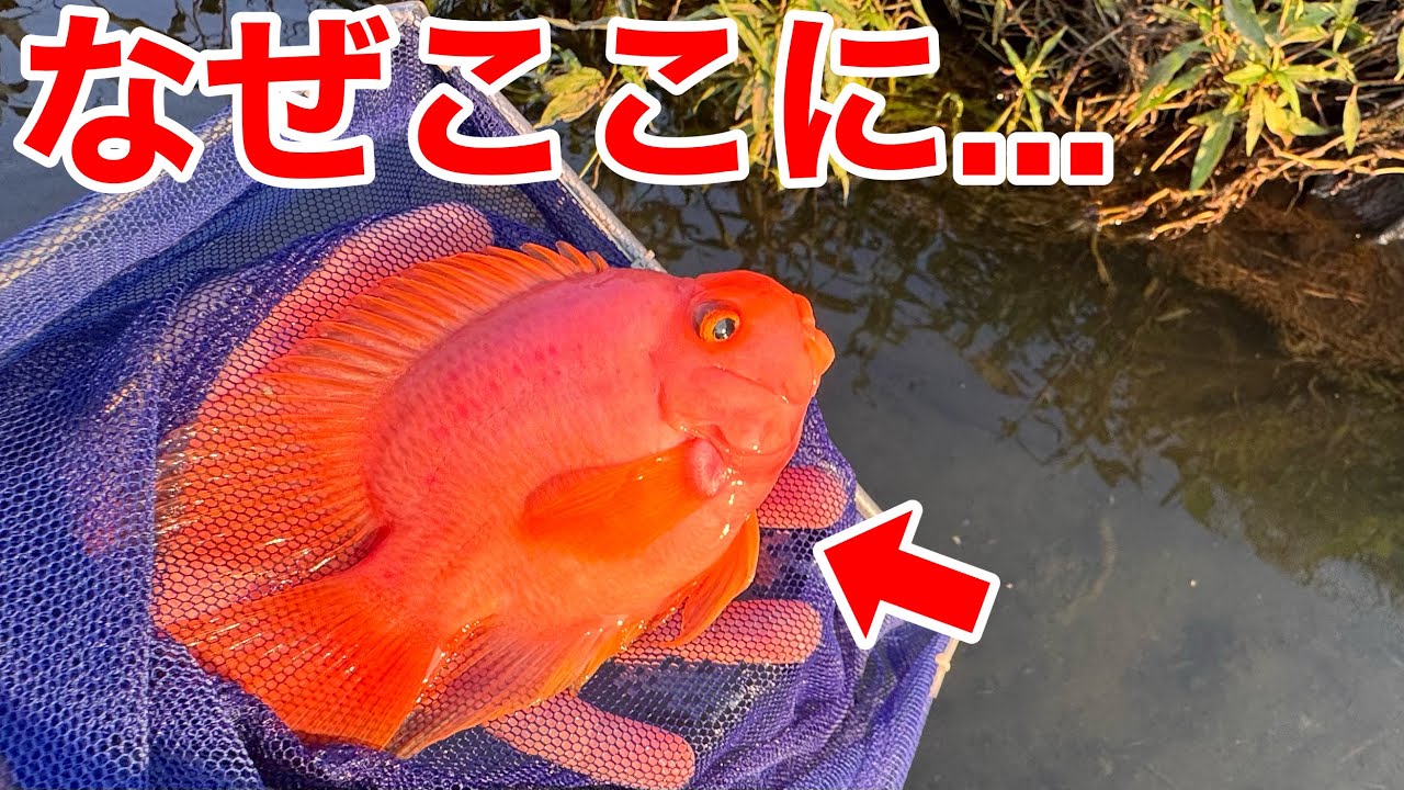 ト*ト様 【世界限定60台】Fish Ciurcuits Exploration ト*ト様 【世界限定60台】Fish Ciurcuits Exploration 世界限定