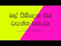 MAL PIBIDENA EKA WASANTHA SAMAYAKA / Lyrics -  H R Jothipala