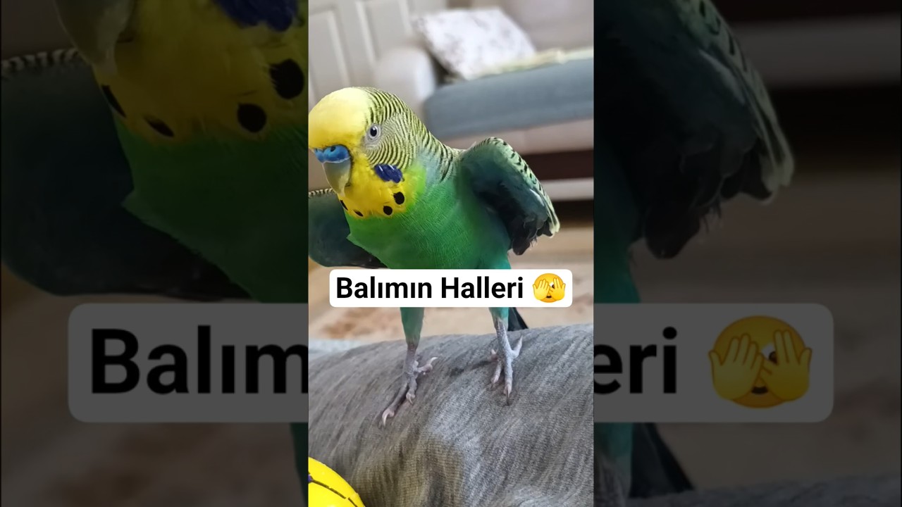 Balım ❤️‍🔥 #birds #muhabbetkuşu #talkingparot #parrot #birdsong #kuşbakımı #muhabbetkuşubakımı #cute