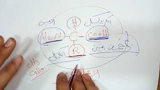 شرح RNA وتخليق البروتين - الفيديو (1) | أنواع البروتينات - الحمض الأميني - DNAو RNA