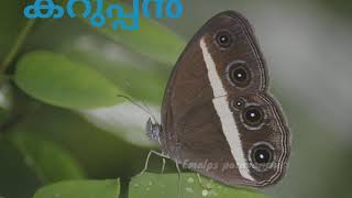 കേരളത്തിലെ ചിത്രശലഭങ്ങൾ.. | Butterflies in kerala