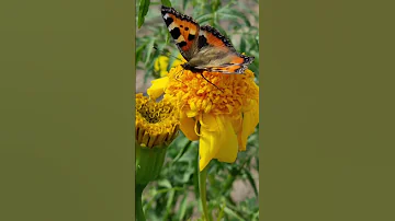 Бабочка шоколадница🦋 #Вова_Агрегат #бабочка