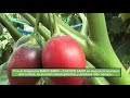 2018 05 23  Tomate de Arbol  Ecuador  SS CS  Video resultados