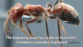 The Exploding Ants You’ve Never Heard Of! | Colobopsis explodens Explained