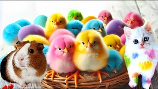 Catch Cute Chickens🐤🐥🐣🦆🐧🐟 Colorful Chickens, Rainbow Chicken, Rabbits, Cute Cats,Ducks,Animals Cute