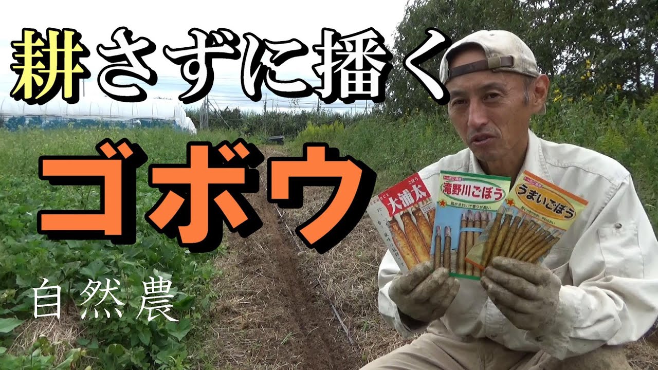 [自然農] 耕さずに播く「ゴボウ」　[natural farming]
