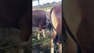 Sapi qurban 2026 | Sapi bali bobot 350kg up