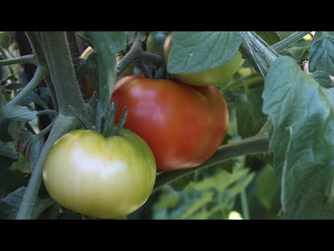 How To Grow Tomatoes From Seed  the fast and easy way - Step by Step