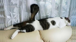 【面白い動画】 かわいい猫 - かわいい犬 - 最も面白いペットの動画 #83 by Kute Cats 30,303 views 5 years ago 10 minutes, 20 seconds