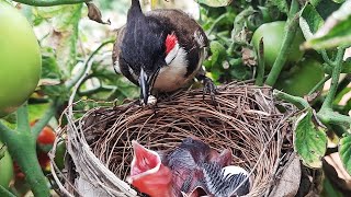 Mom Feeding MICRO SPIDER in Nest || Cuckoo Eggs in NEST