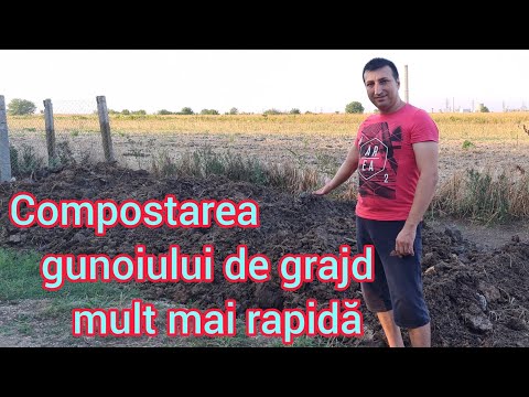 Video: Compostarea gunoiului de grajd de vacă: utilizarea îngrășământului de gunoi de grajd de vacă în grădină