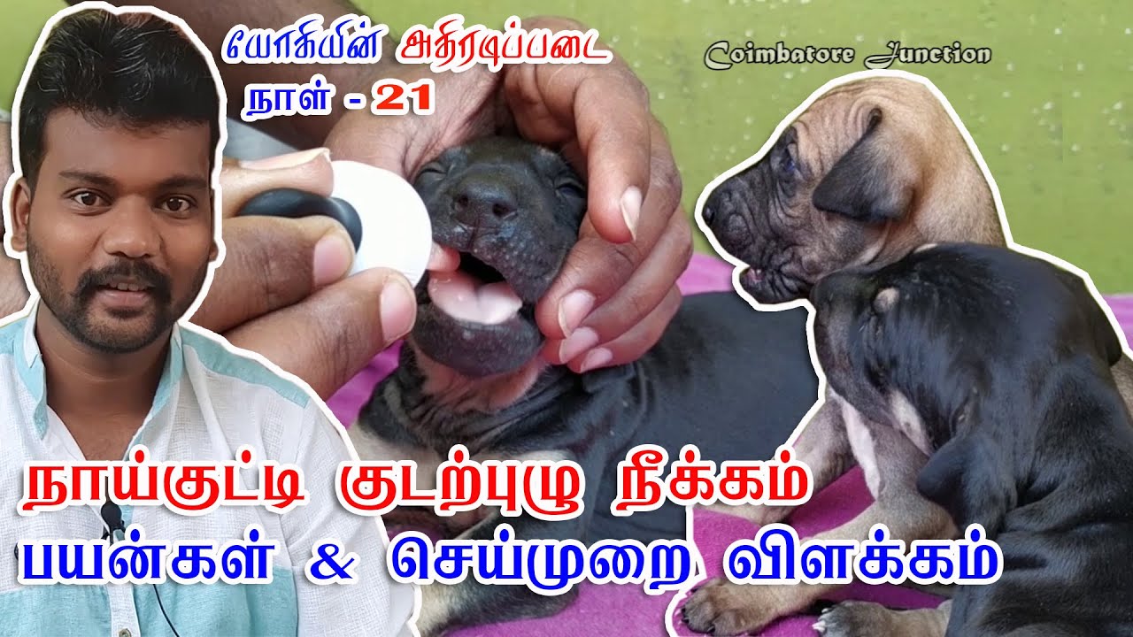 நாய்குட்டி குடற்புழு நீக்கம் A-Z பயன்கள் & செய்முறை விளக்கம் | Puppy Deworming Benefits & Needs