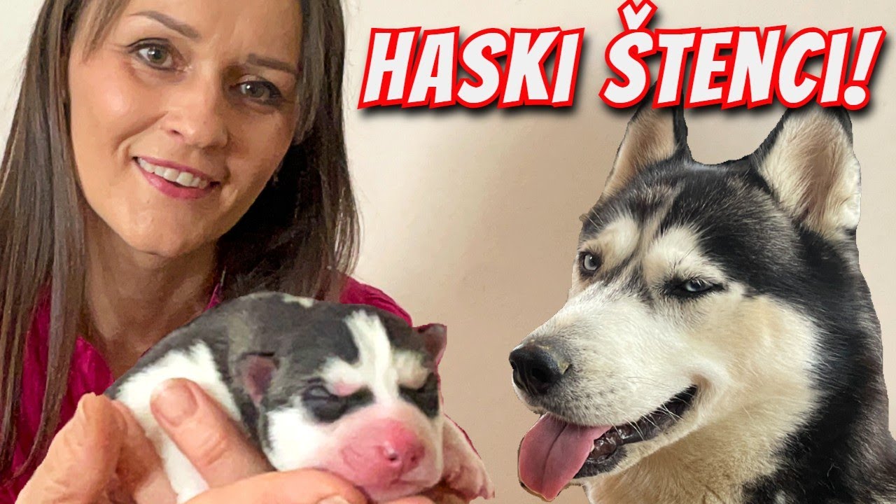 Velik događaj u Junginot uzgajivačnici pasa! | Štenci haskija su stigli!