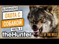 theHunter Call of the Wild #4 🐶 - САМЫЙ АГРЕССИВНЫЙ ВОЛК!!! ЧУТЬ НЕ ЗАГРЫЗ! - Охота с Собакой (2021)