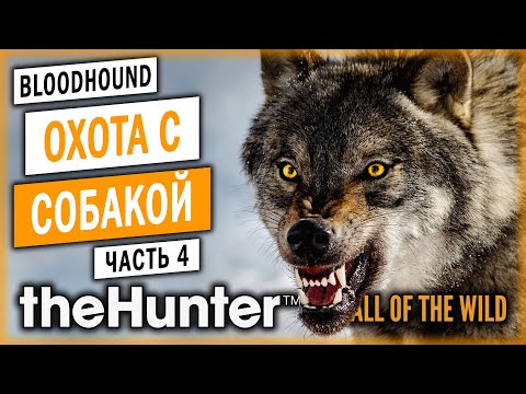 Видео: theHunter Call of the Wild #4 🐶 - САМЫЙ АГРЕССИВНЫЙ ВОЛК!!! ЧУТЬ НЕ ЗАГРЫЗ! - Охота с Собакой (2021)