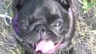 Olive The Pug Dramatic Video Montage1