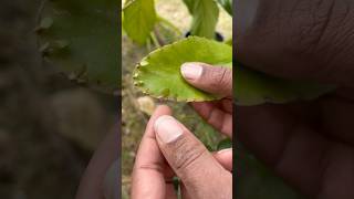 The Miracle Plant, Leaf Of Life