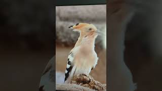 Le Bruit De La Huppe Fasciée
