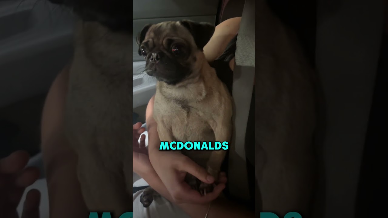 EL PERRO QUERÍA SU VASITO!! 😨