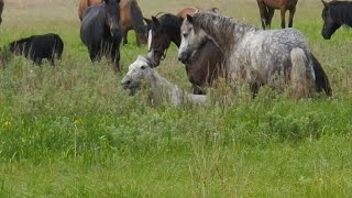 Случай в Табуне. An incident in a herd of horses.