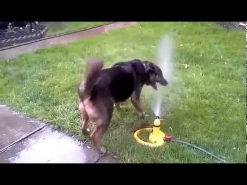 dog vs sprinkler youtube