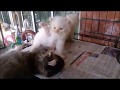 TOPs CLG American Curl kitten : 1 month . CAT FIGHTING の動画、YouTube動画。