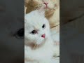 Beautiful 😺 Cat 🐈 Status 😍😍. #cat #cartoon #story