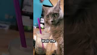 THIS Cat is Annoying! #prettyannoying #clueless #positives #catsofyoutube #beardedfireworm