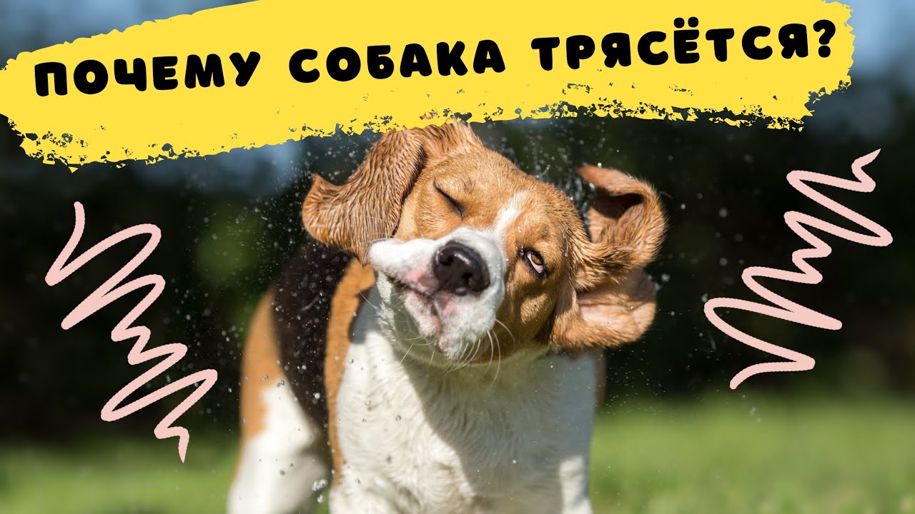 Почему у собаки трясется челюсть. Почему у собаки трясется челюсть