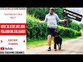 How to STOP your dog from pulling on a lead & walk PERFECTLY!