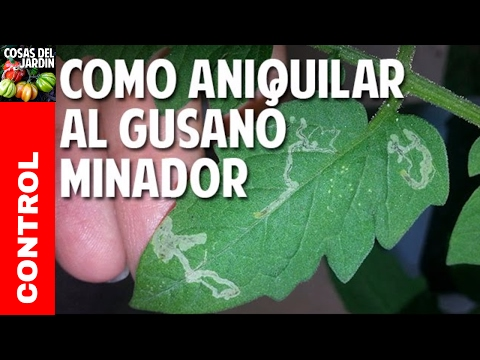 Video: Síntomas de la polilla de la fruta del melocotón: tratamiento de un melocotón con polillas orientales de la fruta