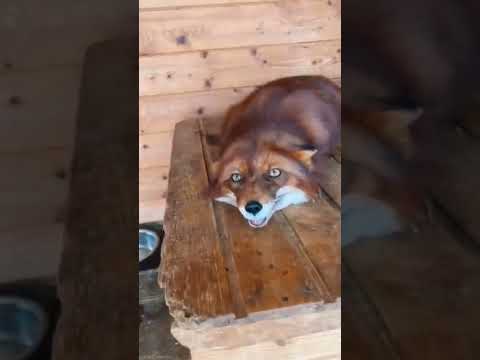 Лисичка. Хитринькая.